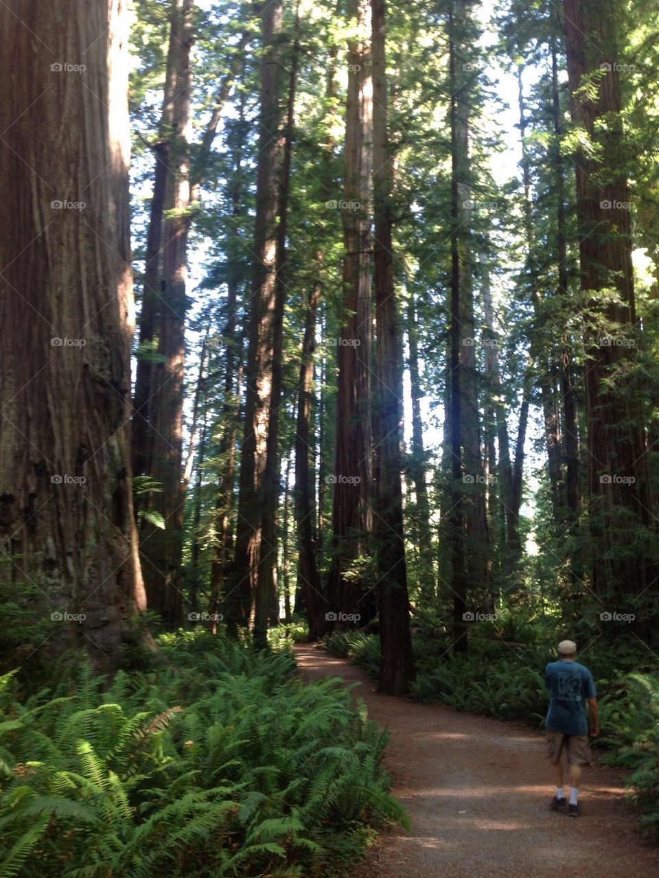 Giant redwood