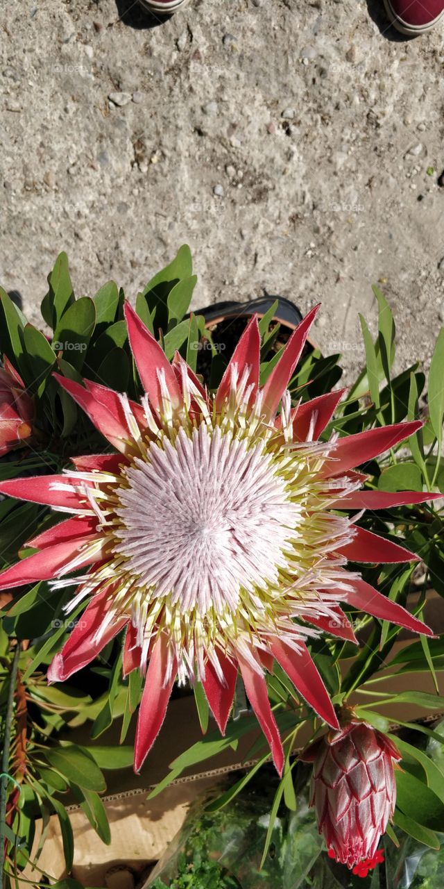 was ist das für eine Blume?