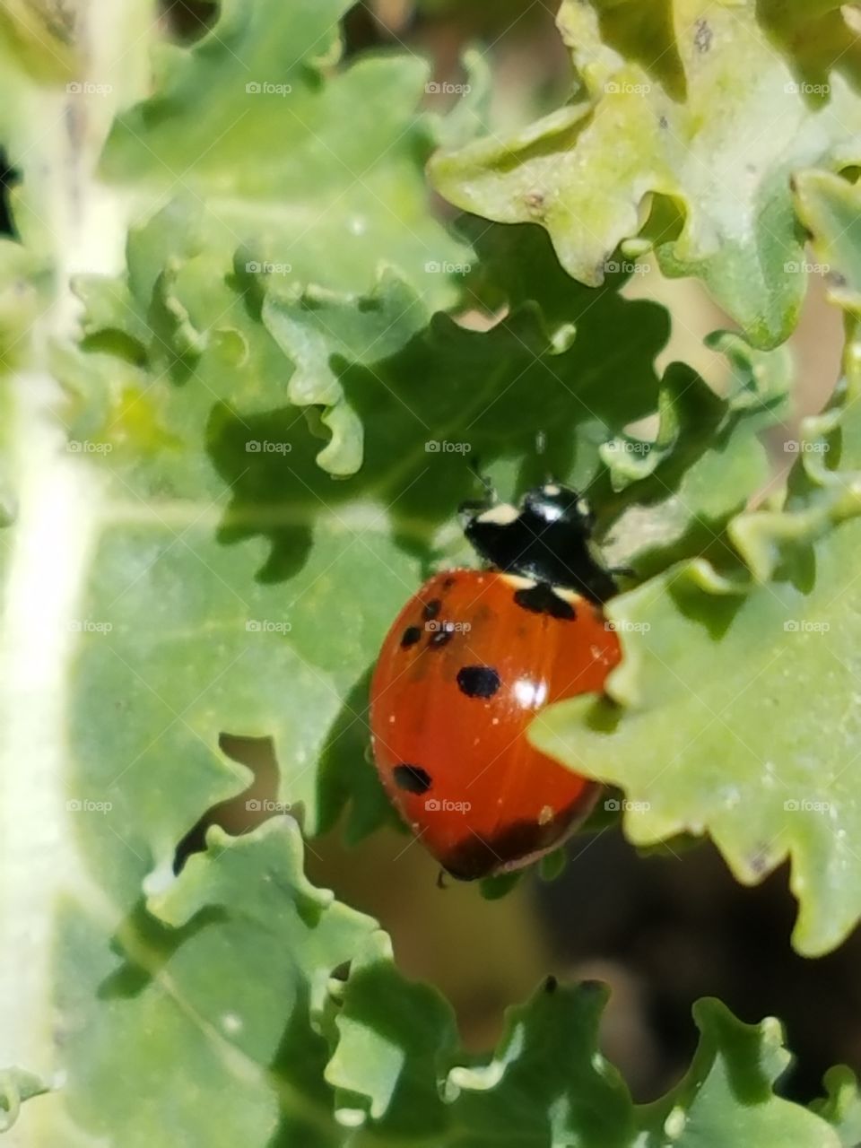 Ladybirds