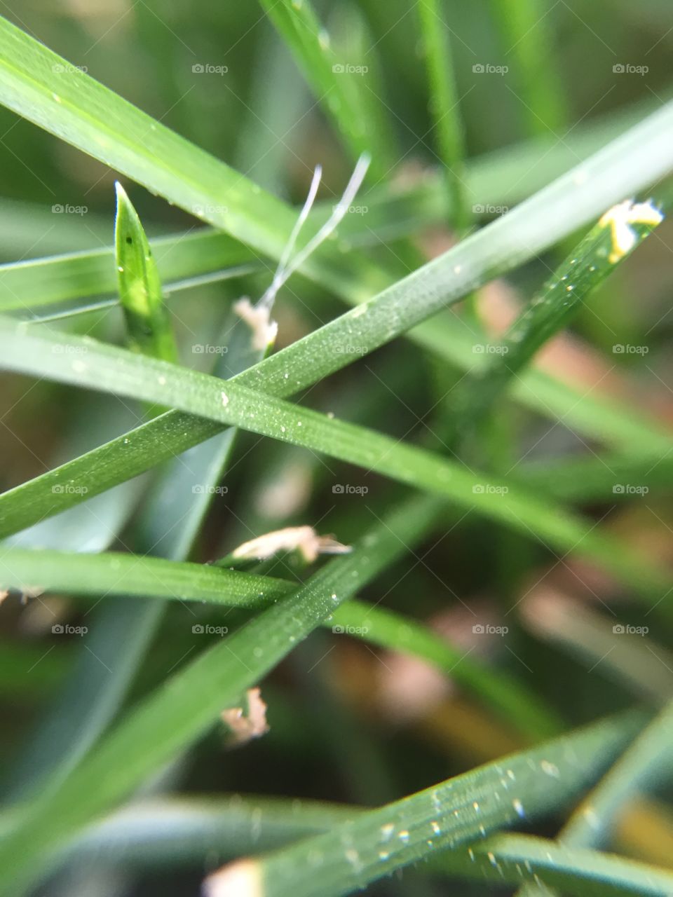 Grass