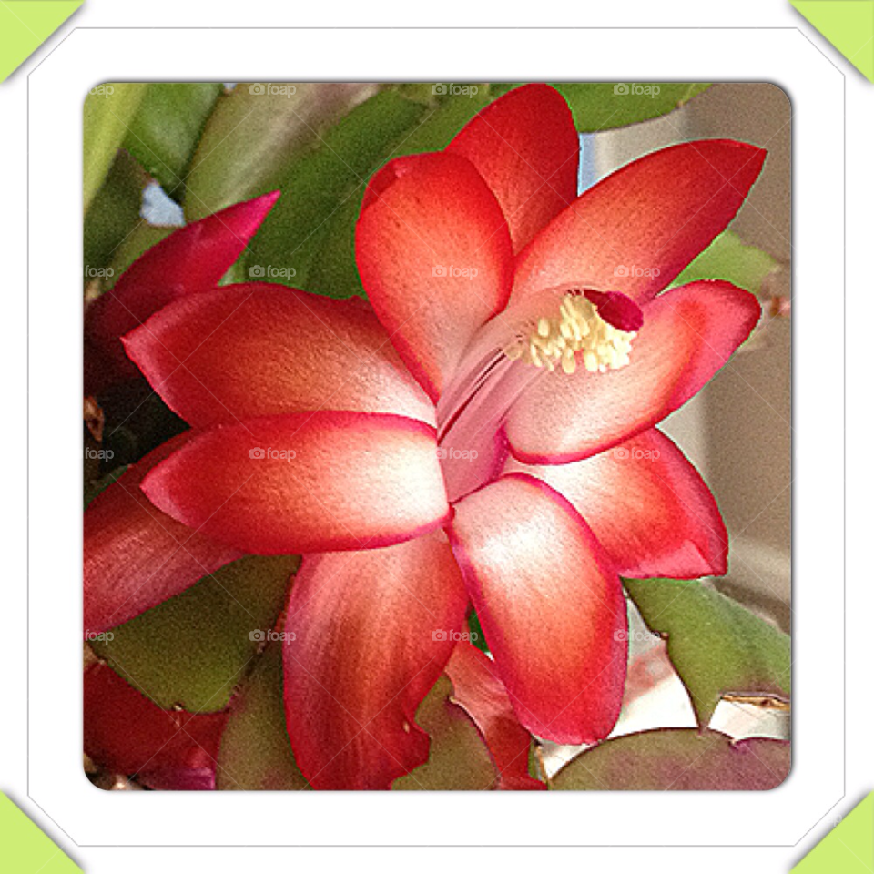 Beautiful Christmas cactus in bloom 