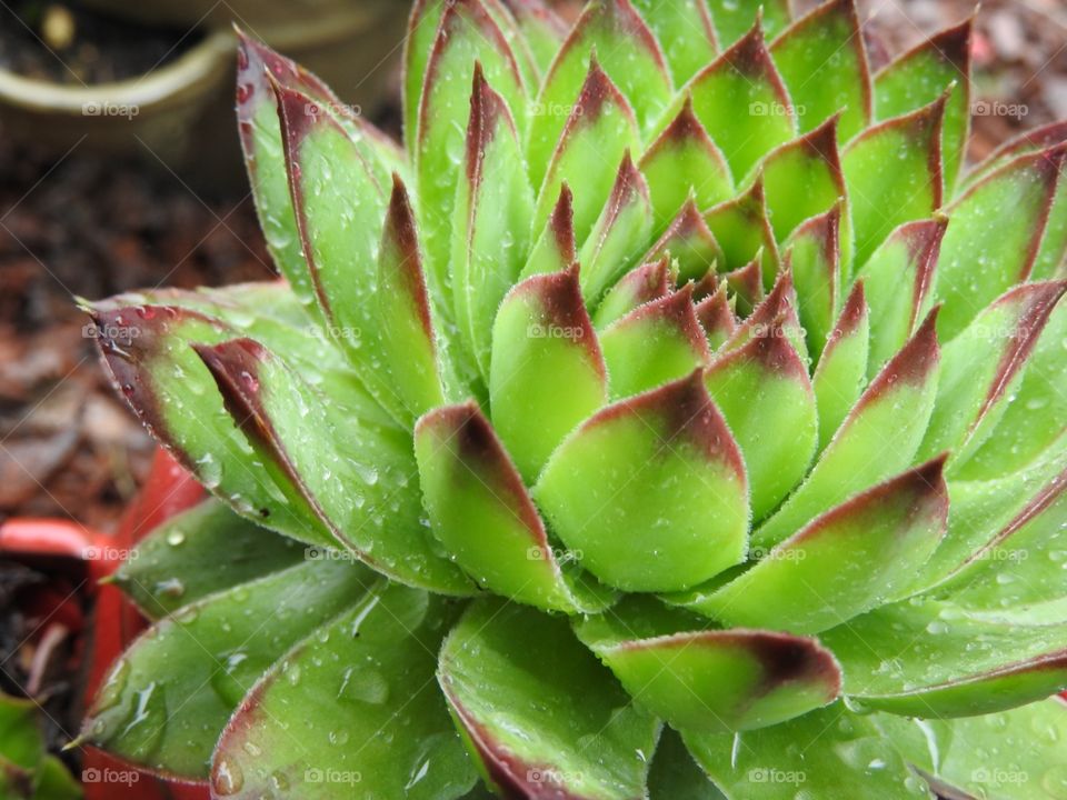 Raindrops on succulents leaves