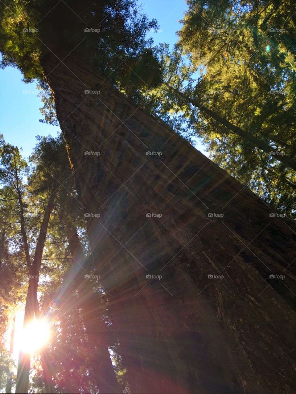 The Magic of Nature's Light 