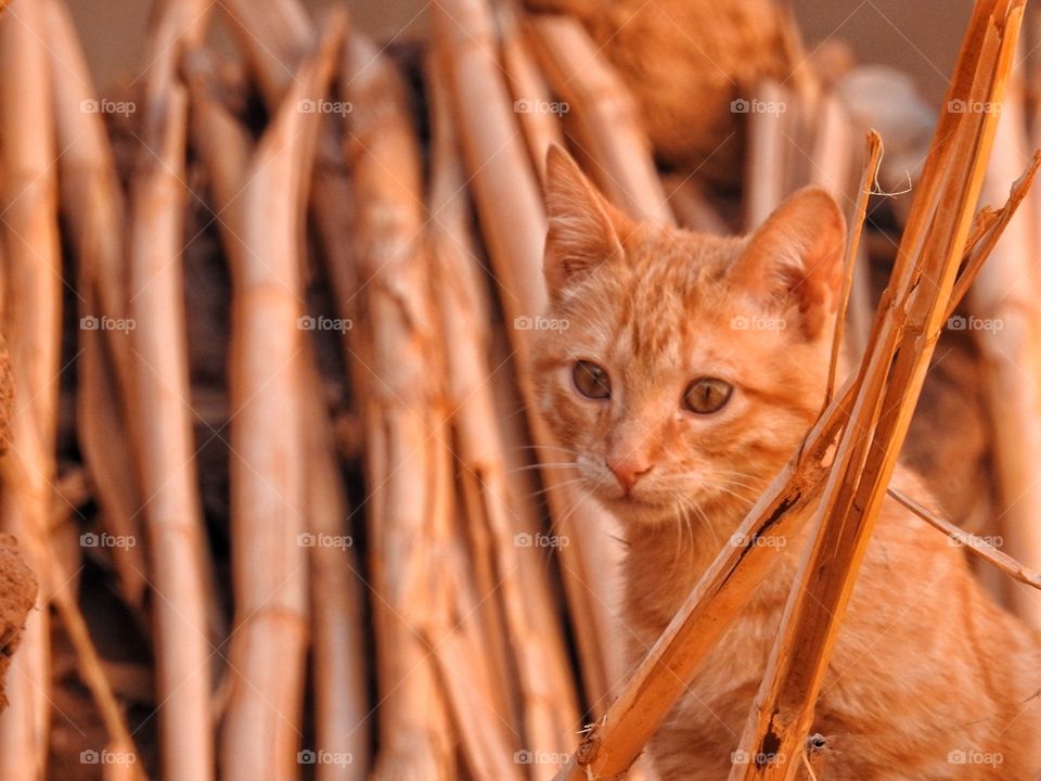 Kitten in red