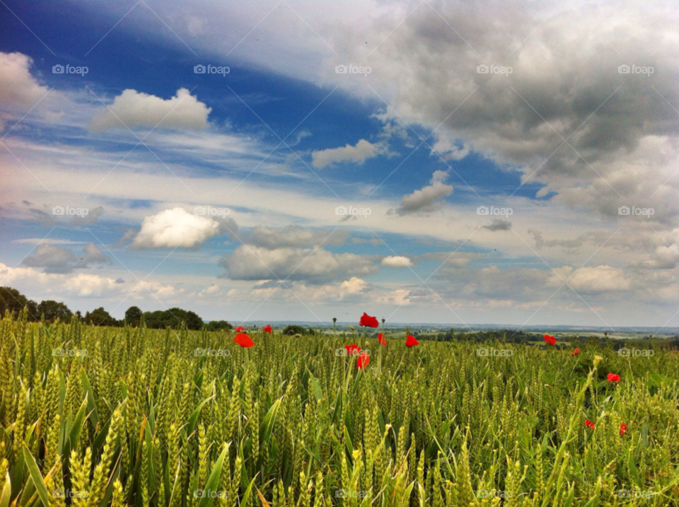 sky clouds poppy wheat by craigsumner
