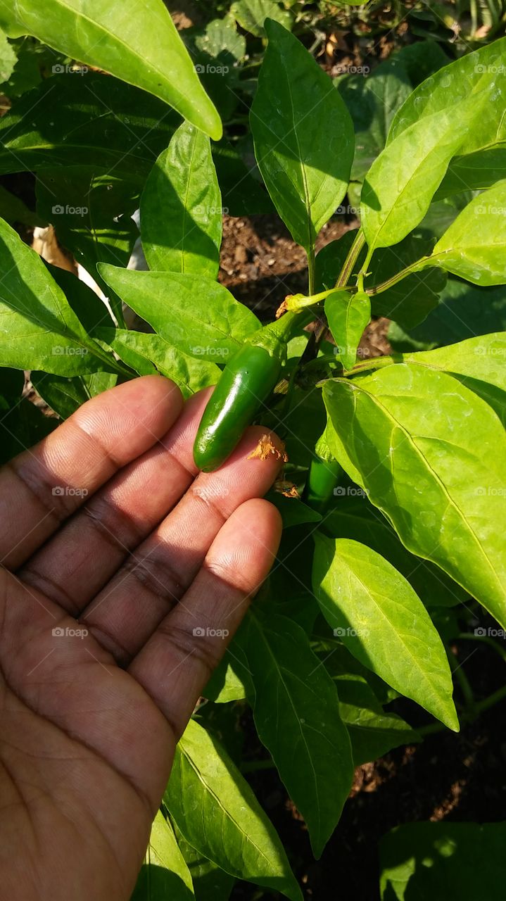 Leaf, Nature, Flora, Agriculture, Food