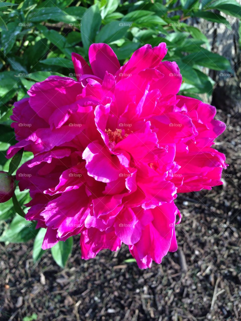 Pink peony flower
