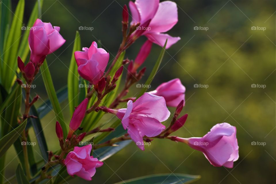 Pink Nerium is so pretty to look at.