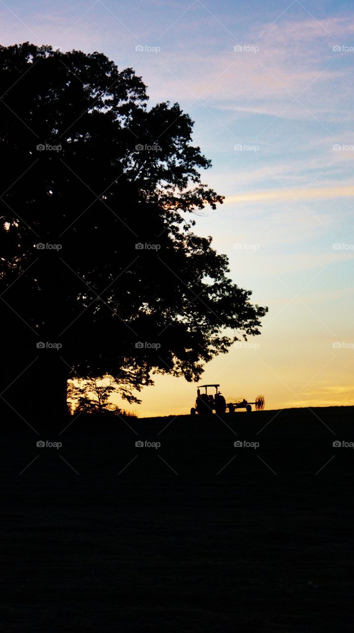 Silhouette tree during sunset