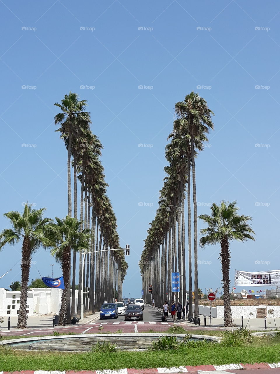 Palm trees  in Morocco