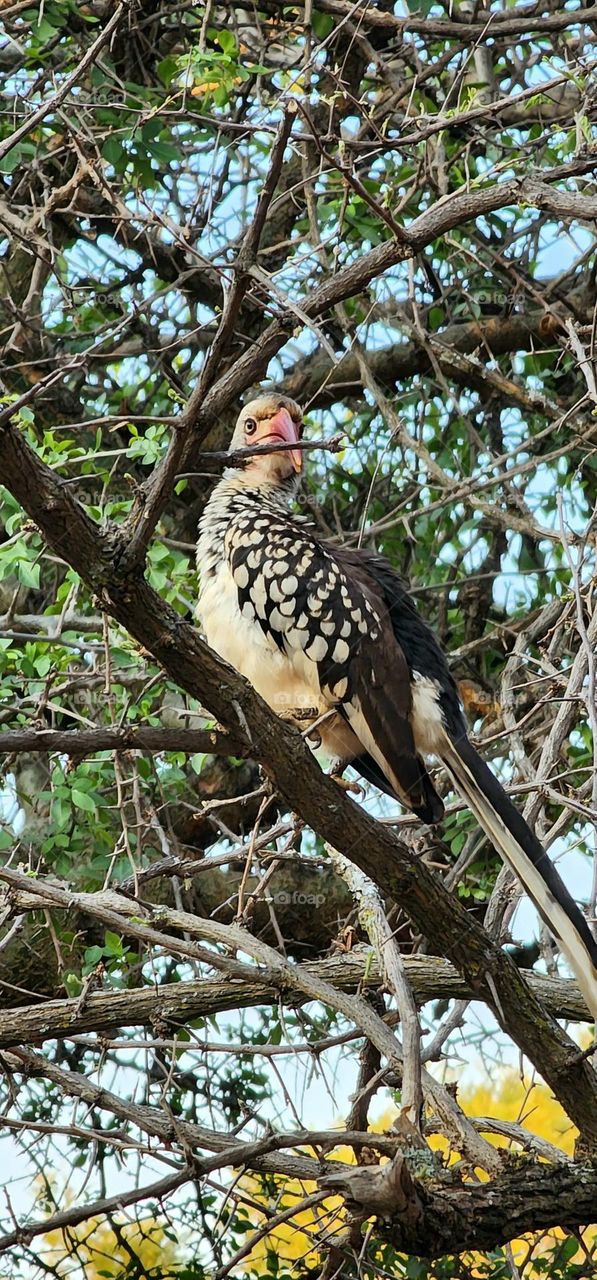 Northern red-billed hornbill sitting in a dry thorn tree in South Africa