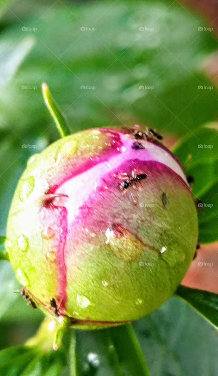 black ants crawling on pink peony bud