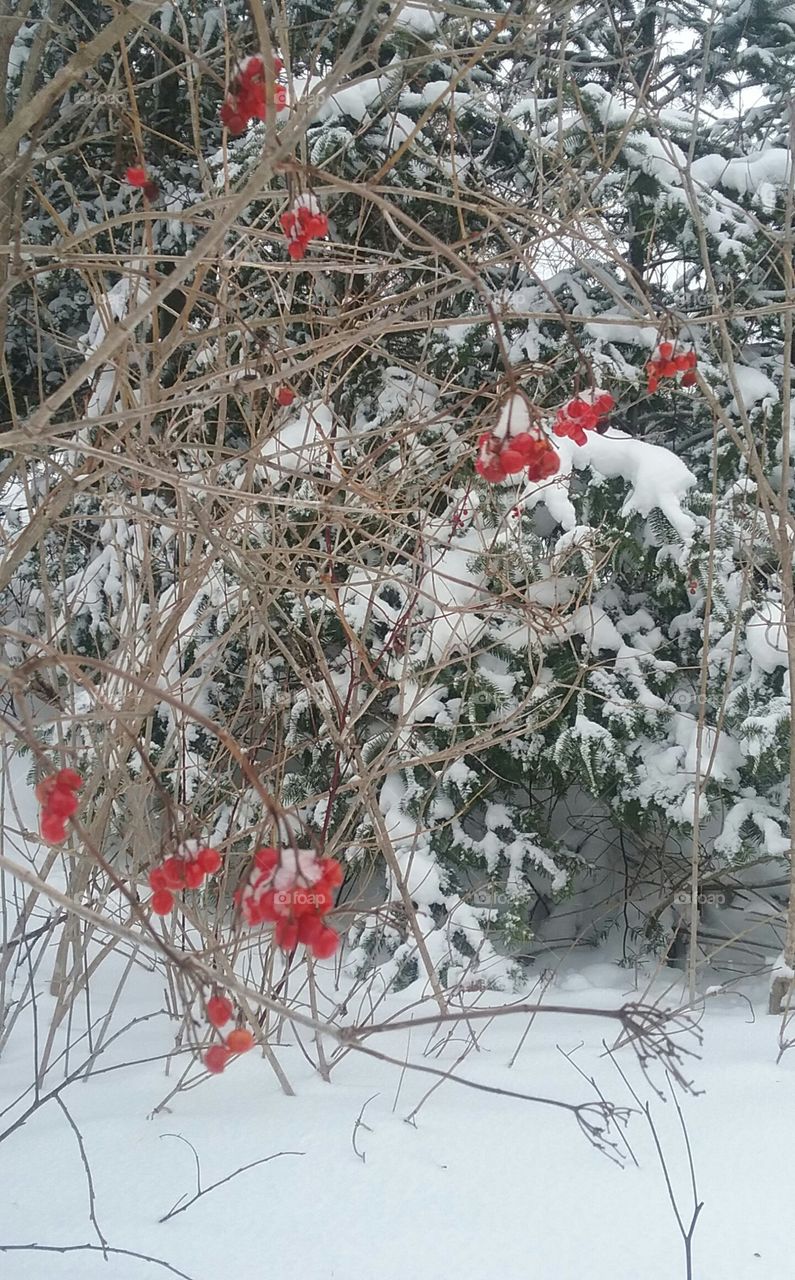 hardy highbush cranberry