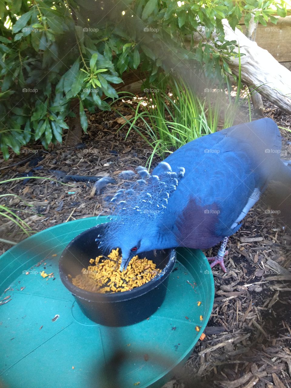 A species of pigeon at the Asheboro Zoo