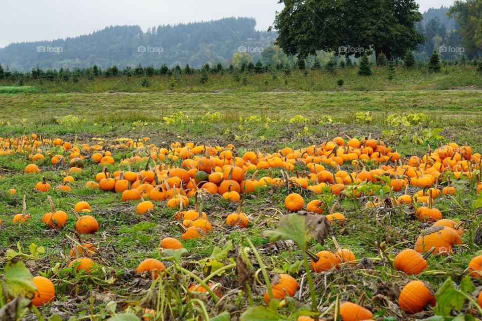 Field of pumpkins
