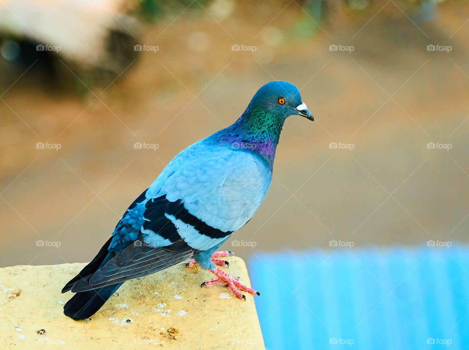 Bird photography - Curious scout for food - morning light