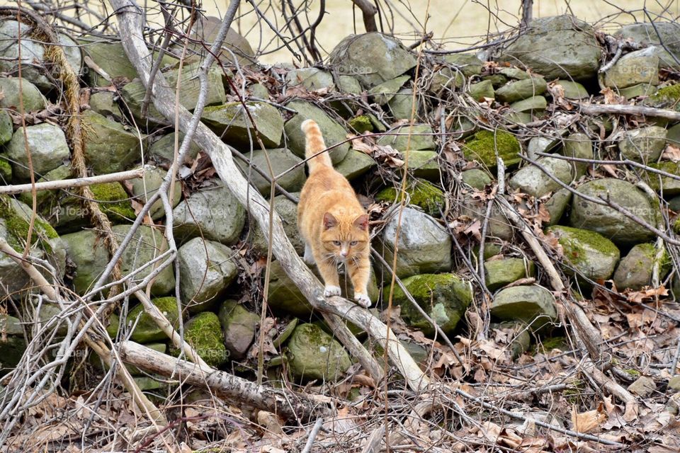  Mr. Orange in stealth mode. Where ever I go  he’s never far behind . Keeping an eye out for anything smaller than him.
