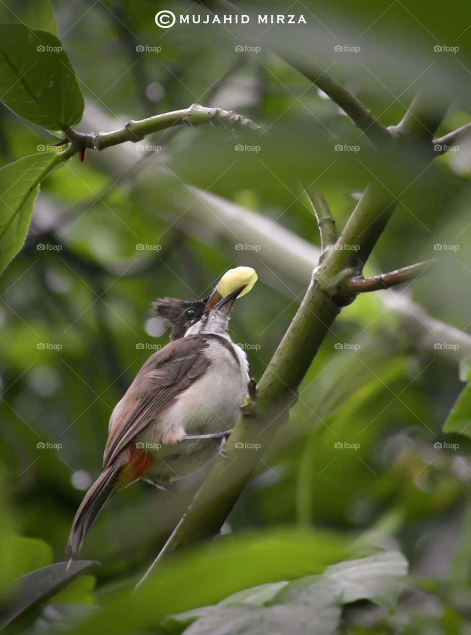 nature tropical forest avian disease wildlife