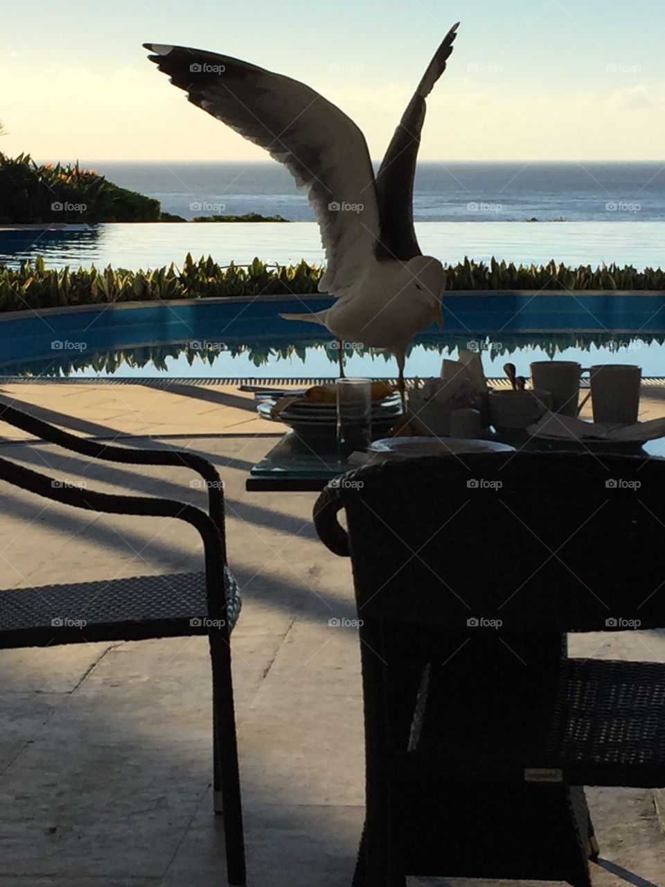 Seagull stealing breakfast