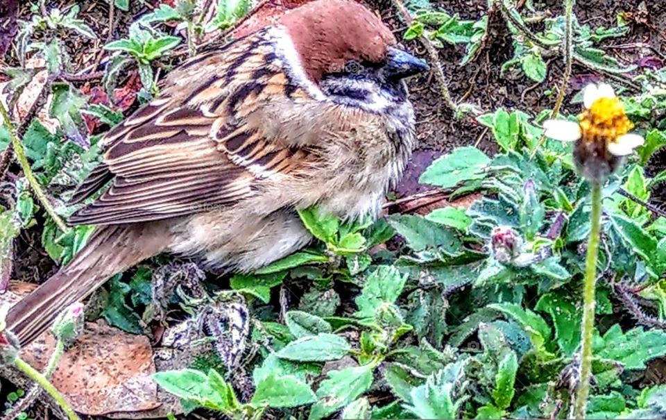 After the winter, a sparrow was still obese in spring, that looked like fear of cold, but lovely so.