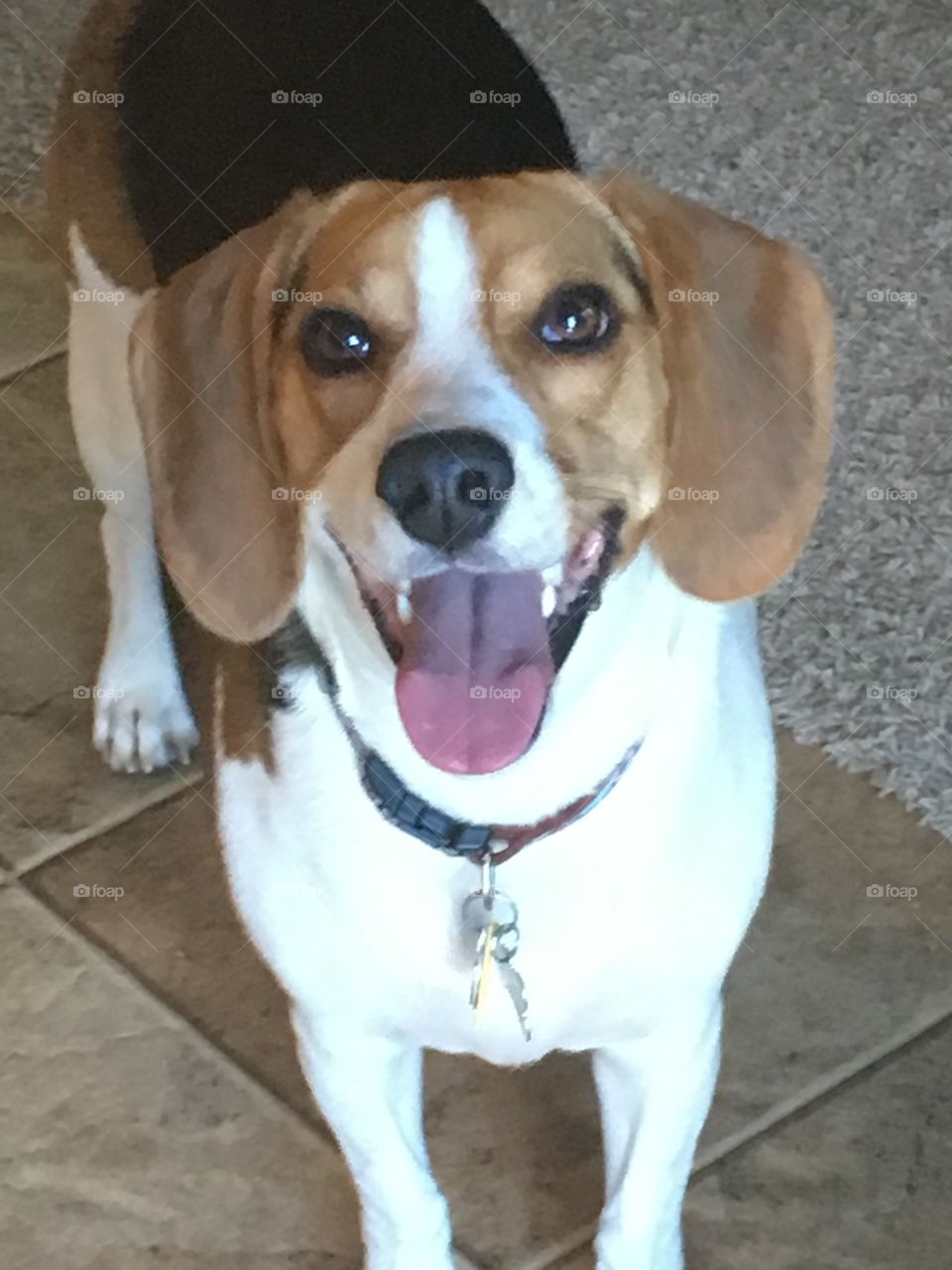 This beagle was so happy to play