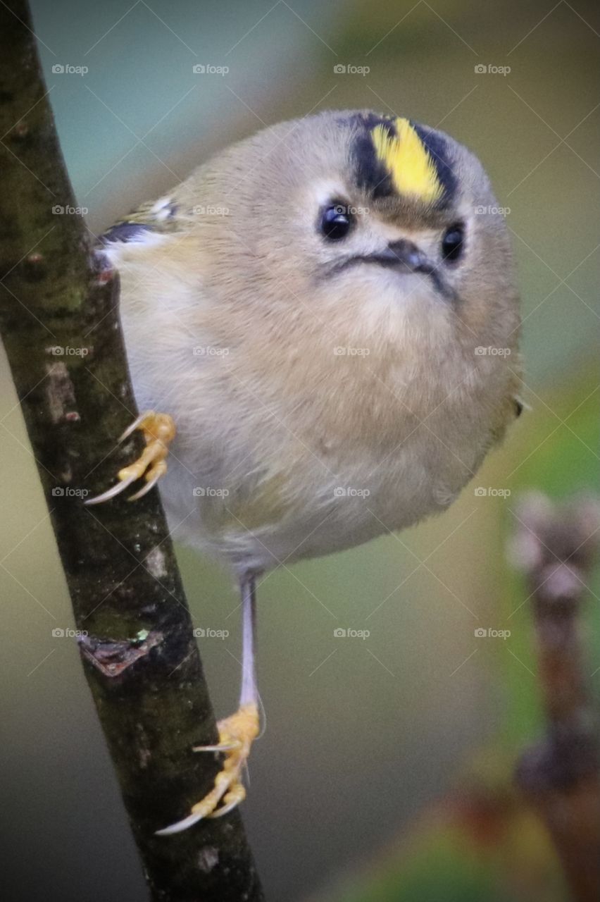 Goldcrest 