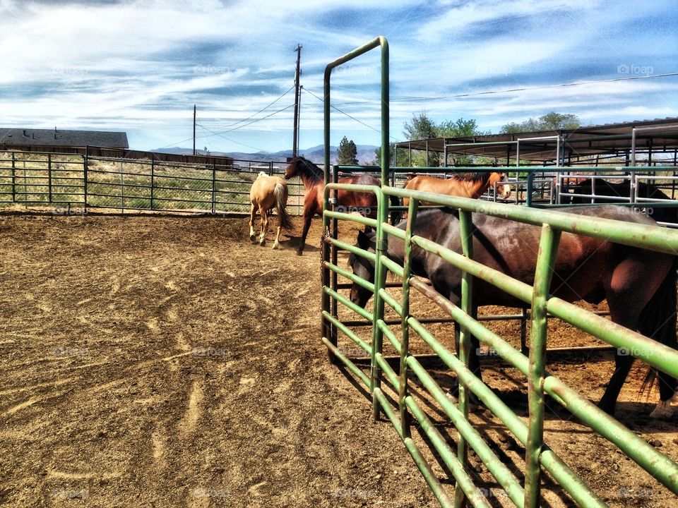 Horses at the ranch, Nevada