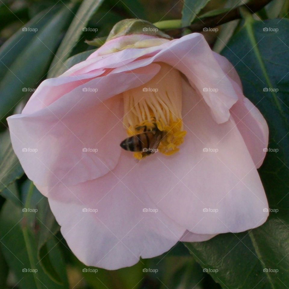A bee browses the yellow pistol of a pink flower