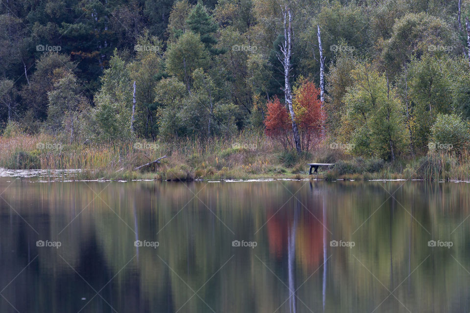 Colorful forest by the lake in early fall 