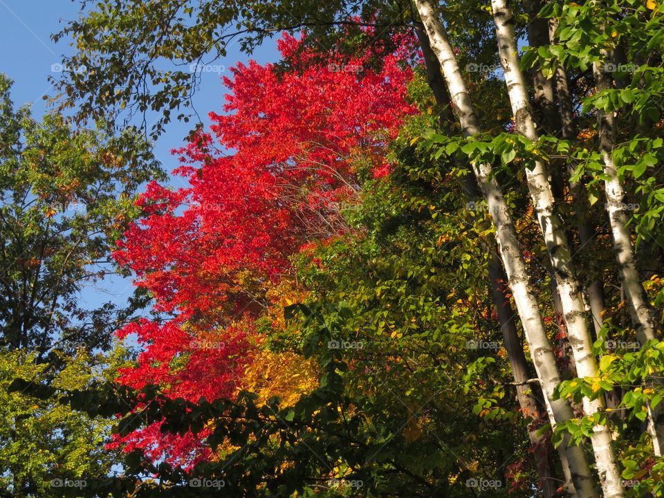 Autumn in Michigan