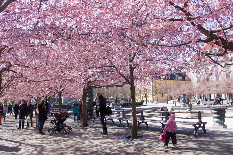 Japanese cherry blossom in Kungsträdgården, Stockholm, Sweden