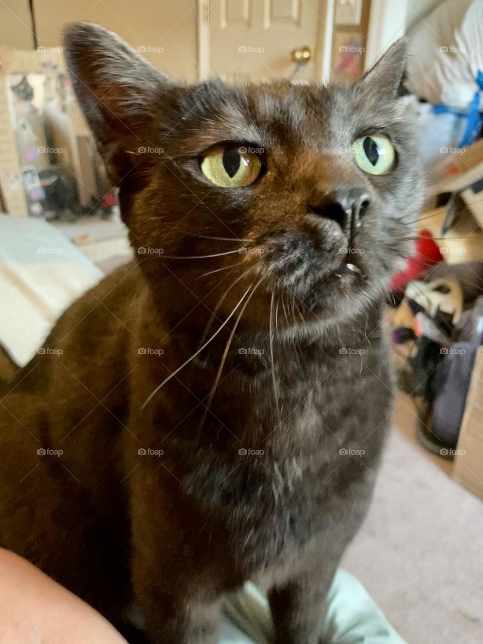 Moonshine my black cat 🐈‍⬛