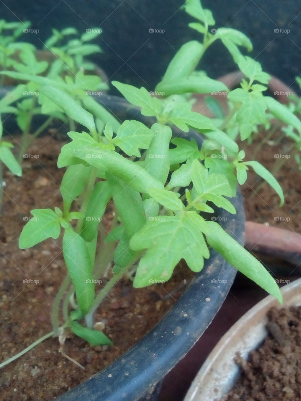 tomato small leaf