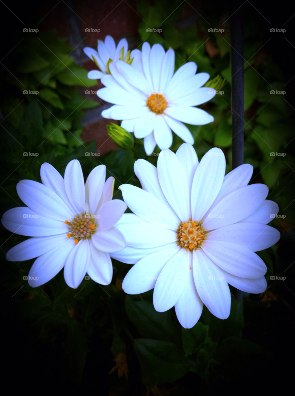 garden nature flower macro by cyrano