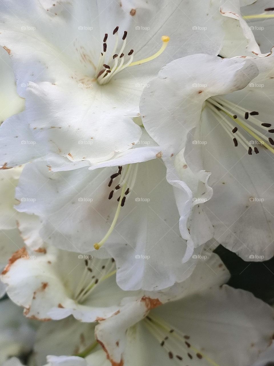 in a horticulture park