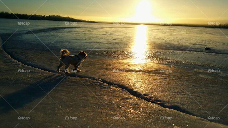 #dog #sun #sunshine #sunset #sunrise #naturelovers #nature #sky #love #landscape #sea #sunlover
