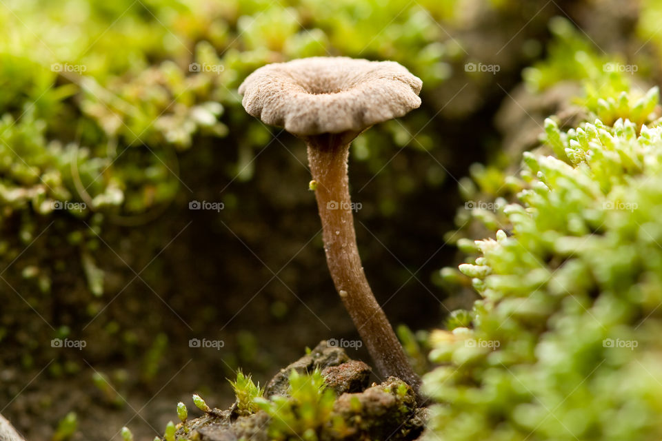 Mushroom 