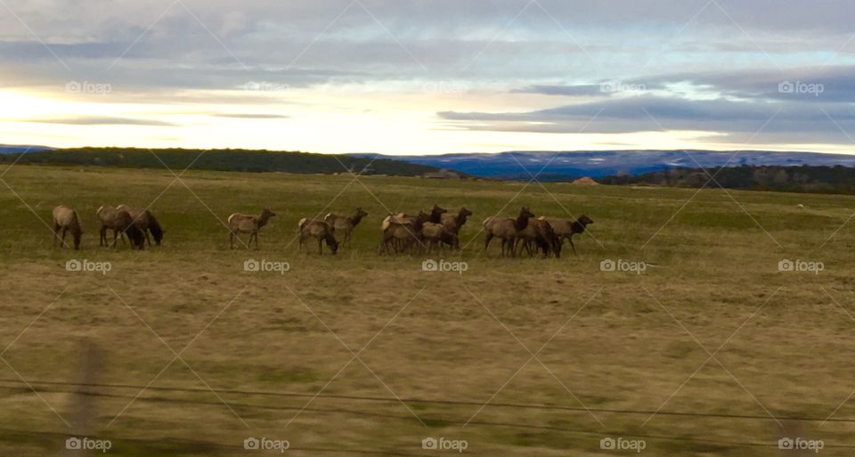 Elk herd