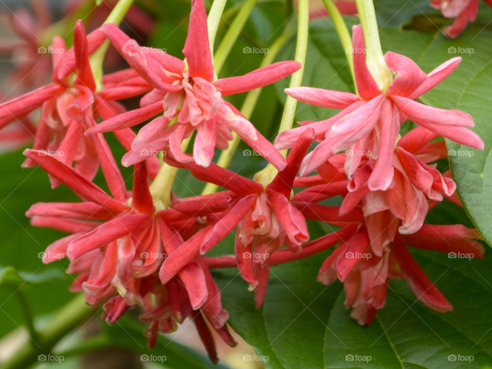 red rangoon creeper flower