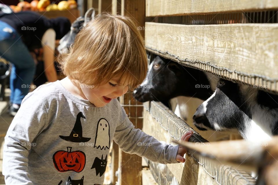 Toddler Girl Feeding Goats