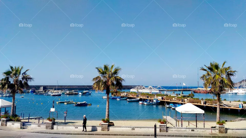 Palm trees in the port of Forio on the Italian island of Ischia