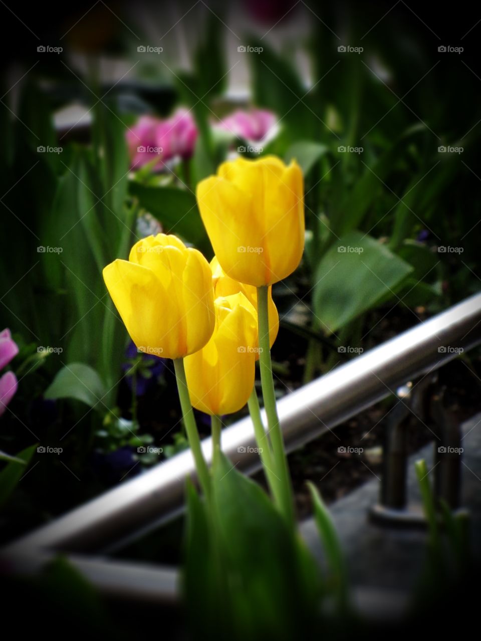 Yellow Tulips