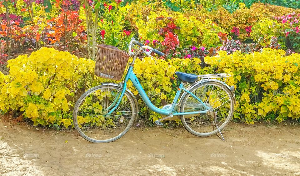 bicycle in a garden