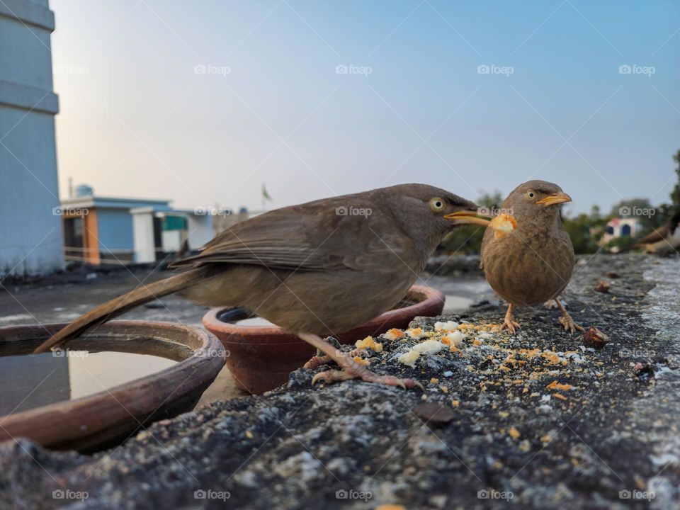 Jungle babblers