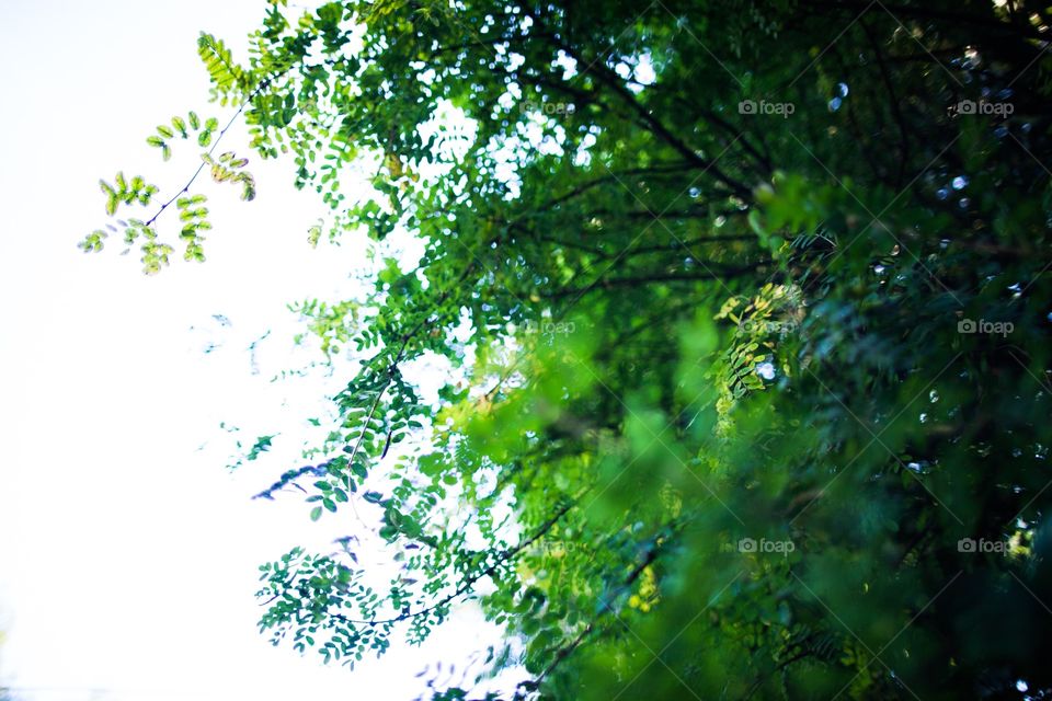 Leaf, Tree, Desktop, Nature, Branch