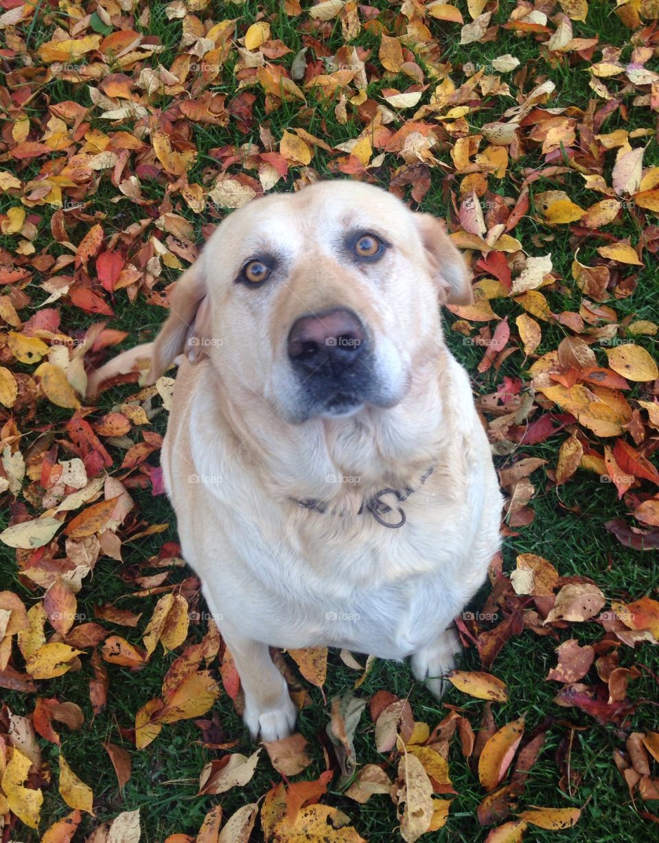 In the leaves