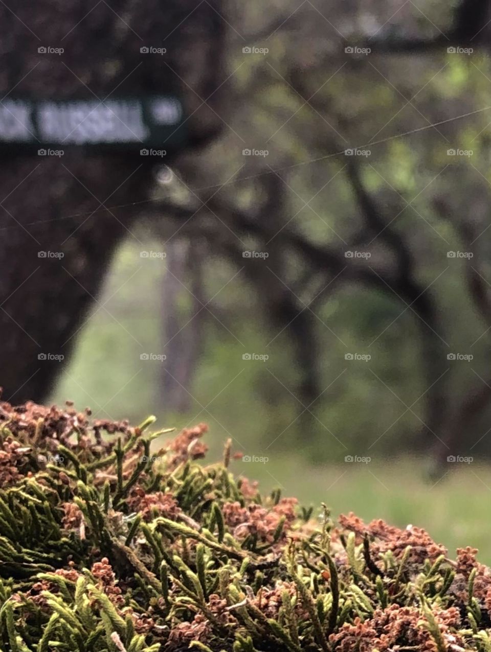 Pretty moss growing on a horizontal branch that leads down another road here on the ranch in Texas. 