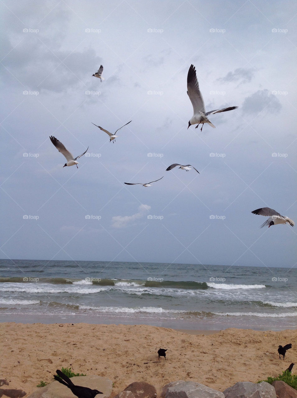 Gulls beach