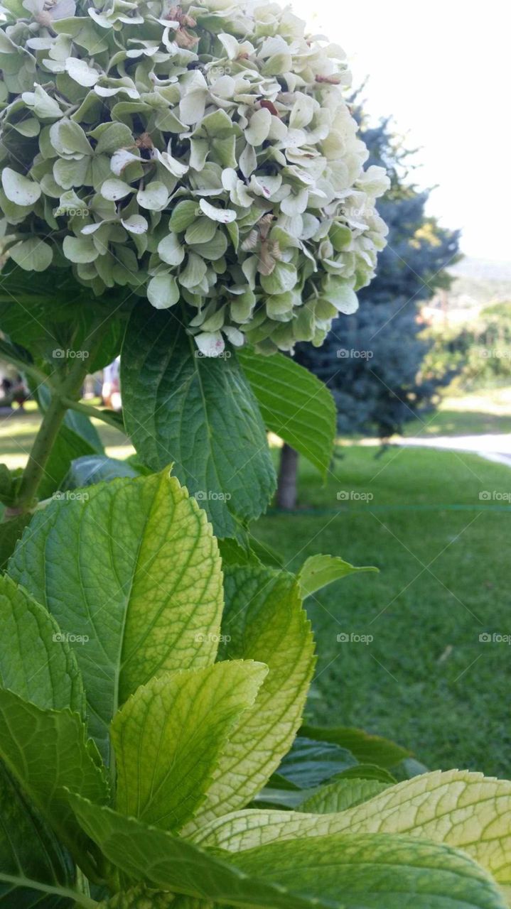Leaf, Flora, Nature, Garden, Closeup