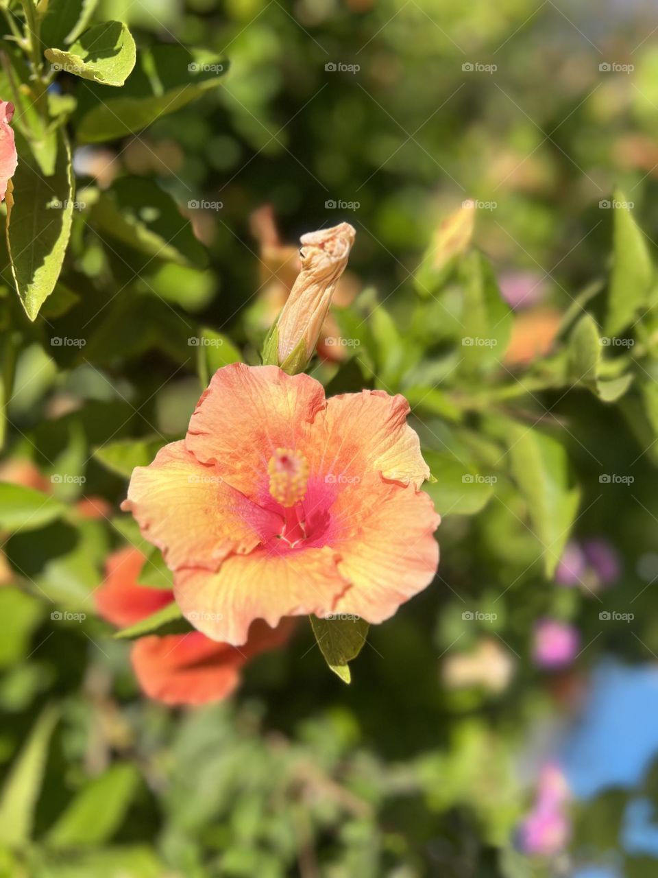 Orange flower 